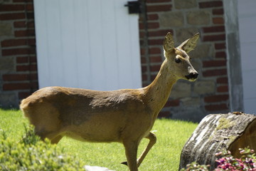 Reh im Garten isst von Baum