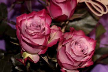 Two red roses with a dark border on a purple background.