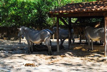 A herd of zebras grazes on its territory