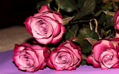 Two-tone roses on a purple background. Pink bright flowers.