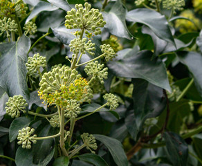 The unique inflorescence of the subtropical plant basket will decorate any private homeownership