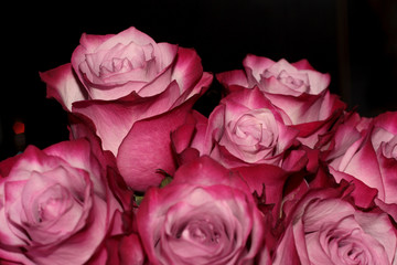 Pink rose buds on a black background. Magic bouquet.