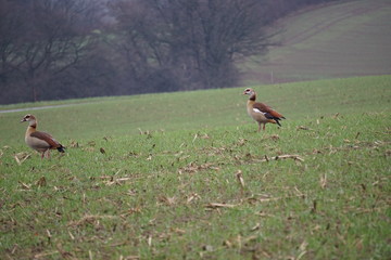zwei braune Tauben auf Feld 