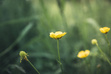 Meadow buttercup (Ranuculus acris) in the field. Spring morning. Selective focus. Shallow depth of field.