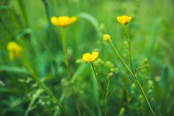 Meadow buttercup (Ranuculus acris) in the field. Spring morning. Selective focus. Shallow depth of field.