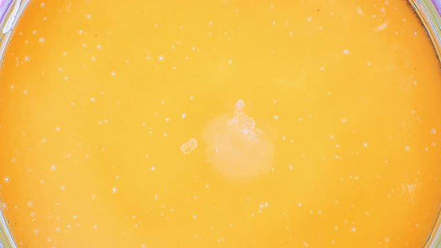 Mold growth. fungi growing on food time lapse