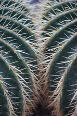 Detalhe de Cactos verde com espinhos