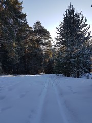 Fototapeta na wymiar Path in the winter forest