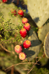 Cacti with flat leaves and red large berries close-up. Thorny cacti with red fruits.