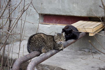 street cats