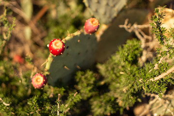 Cacti with flat leaves and red large berries close-up. Thorny cacti with red fruits.