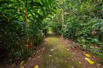Amazon. Tropical Rainforest. Jungle Landscape. Amazon Yasuni National Park, Ecuador. South America.