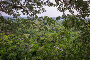 Amazon. Tropical Rainforest. Jungle Landscape. Amazon Yasuni National Park, Ecuador. South America.