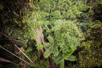 Amazon. Tropical Rainforest. Jungle Landscape. Amazon Yasuni National Park, Ecuador. South America.