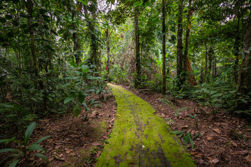 Obraz premium Amazon. Tropical Rainforest. Jungle Landscape. Amazon Yasuni National Park, Ecuador. South America.