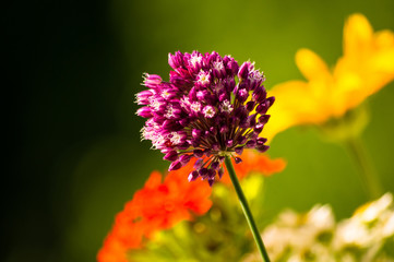 a bouquet of bright spring flowers of various types