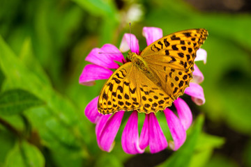 Obraz premium Beautiful butterfly pollinates flowers in the garden in spring or summer.