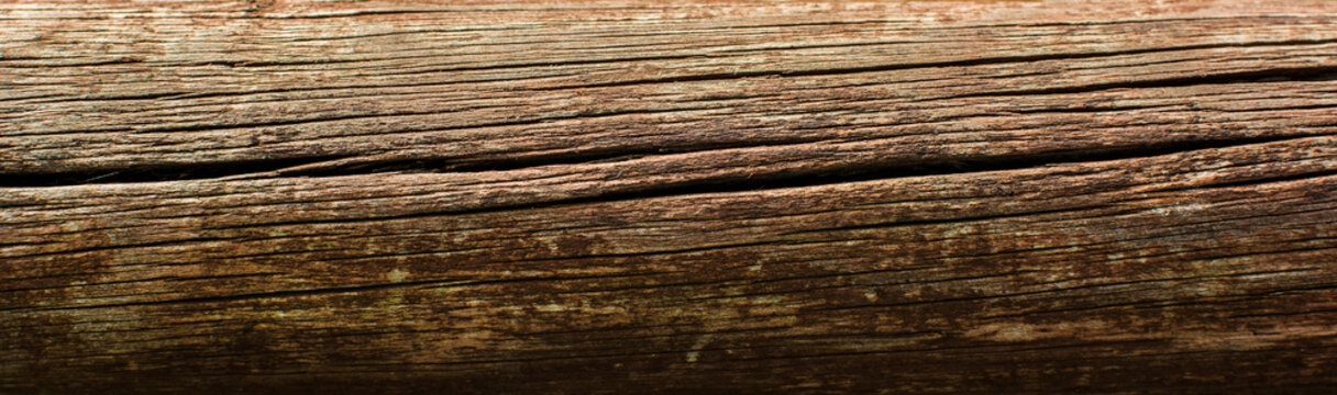 Tree trunk background 