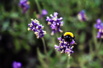 Lavender flower close up in a field against a blue sky background.