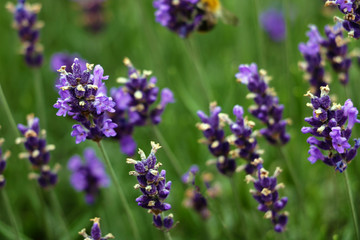 Obraz premium Closeup image of violet lavender flowers in the field in sunny day.