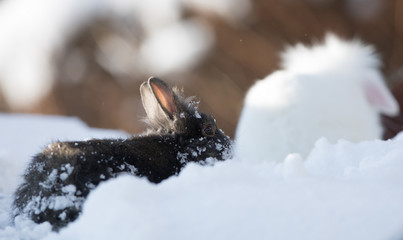 black rabbit in the snow