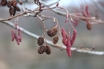alder with catkins and cones in spring