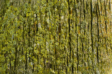 Obraz premium Moss tree background