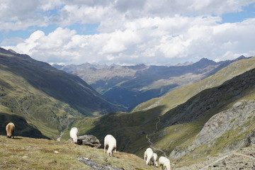 Schafe freilaufend auf berg