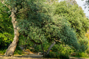 Beautiful big cork oak tree (Quercus suber) with lush evergreen foliage in Massandra landscape park in Crimea. Rich landscape as natural background for any design. Nature concept for ecology
