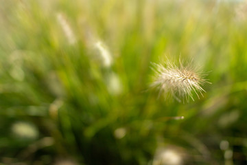 Grass seeds. Fluffy yellow spikelets of grass on a background of a bush of green grass. Shaggy pods in which there are grass seeds. Beautiful green eco background