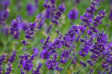 Obraz premium Closeup image of violet lavender flowers in the field in sunny day.