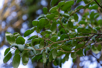 Selective close-up of evergreen leaves on the branches of bark cork oak tree (Quercus suber) on sky...