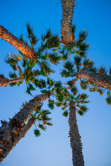 Beach, Los Angeles, CA