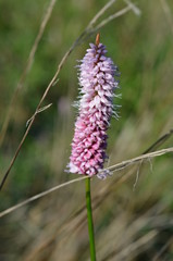 Rdest wężownik, pojedynczy kwiat, Polygonum bistorta
