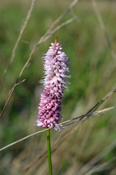 Rdest wężownik, pojedynczy kwiat, Polygonum bistorta