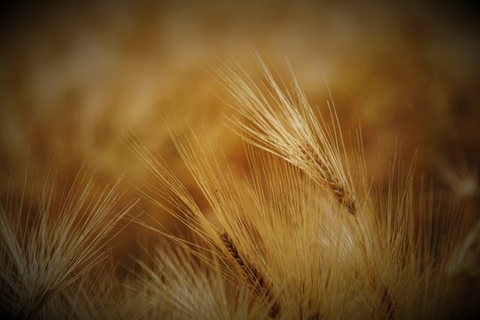 Getreide Gerste Weizen