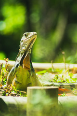 iguana