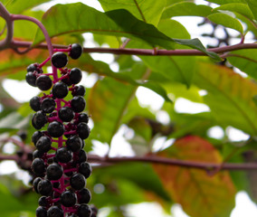 Bunches of rare black wild berries on the Black Sea coast in Sochi
