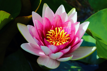 pink lotus flower plants in water in the spring or summer.