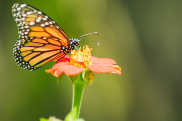 Obraz premium mariposa
