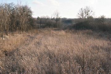 morning in the forest