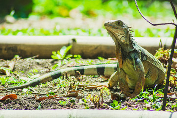 iguana