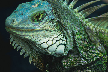iguana
