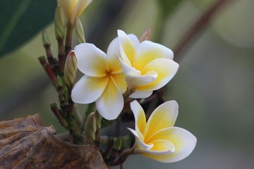 Obraz premium Koh Phangan Island, Thailand