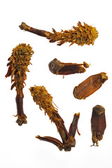 Obraz premium Cones from Scots Pine (Pinus sylvestris) stripped by red squirrel (Sciurus vulgaris) against white background