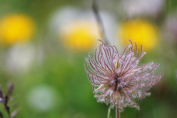Distel Pflanze lila