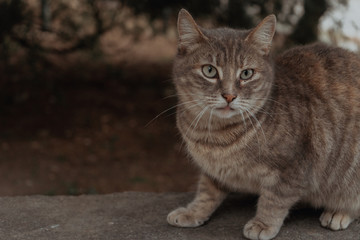 Beautiful cat on the street