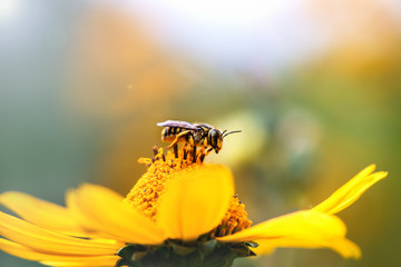 Bee. Close-up of a large striped bee sitting on a yellow flower and collects nectar on a green background on a Sunny summer day. Macro