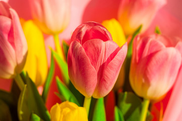 Background for a greeting card - a bouquet of fresh pink and yellow tulips