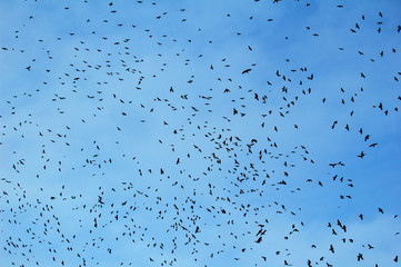 A large flock of raven flies against the blue sky. Lots of black birds in the sky.